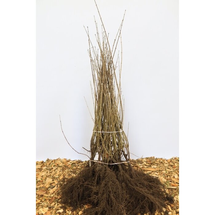 Ligustrum vulgare - Wilde liguster (Kale wortel)