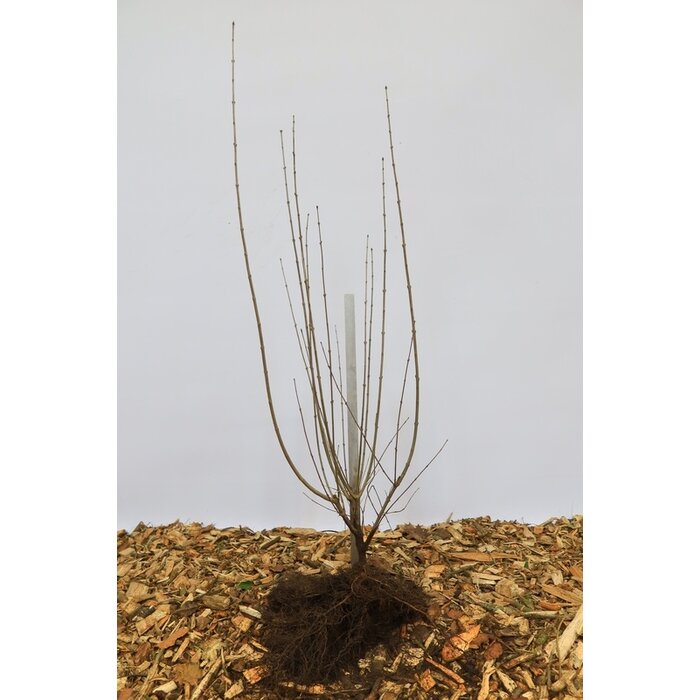 Ligustrum vulgare - Wilde liguster (Kale wortel) PRE-ORDER