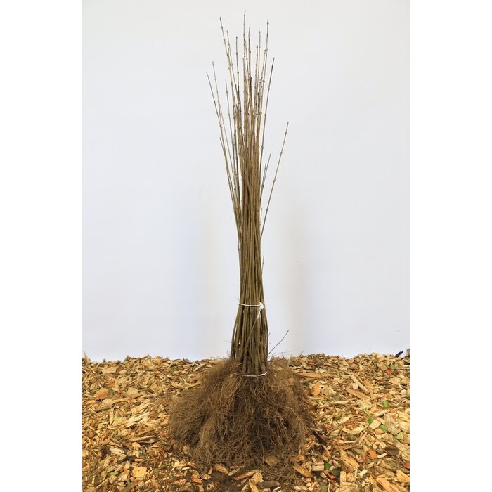 Ligustrum vulgare 'Atrovirens' - Haagliguster (Kale wortel)