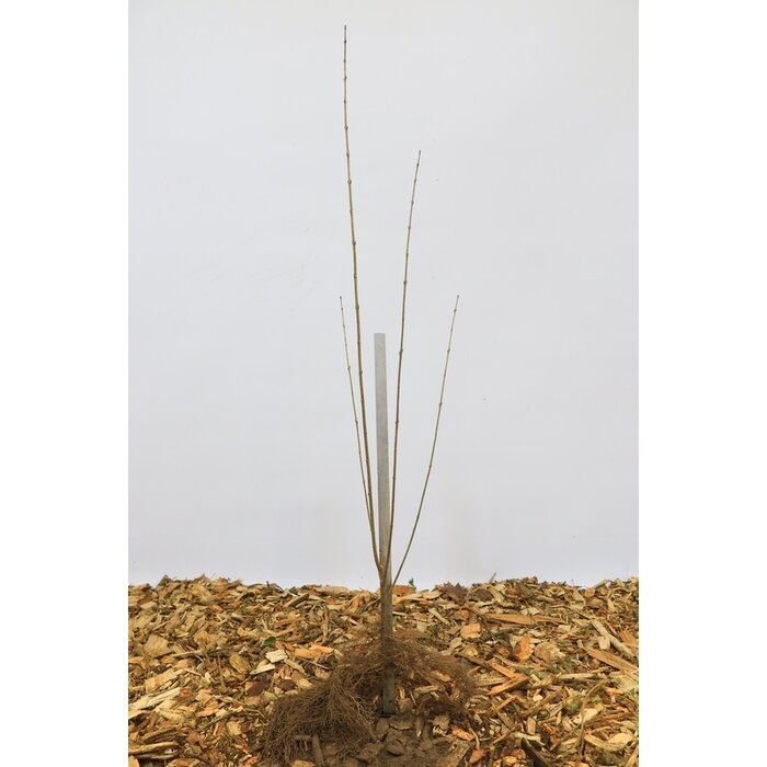 Ligustrum vulgare 'Atrovirens' - Haagliguster (Kale wortel)