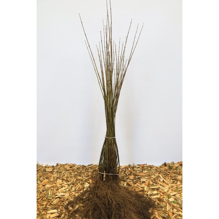 Ligustrum vulgare 'Atrovirens' - Haagliguster (Kale wortel)