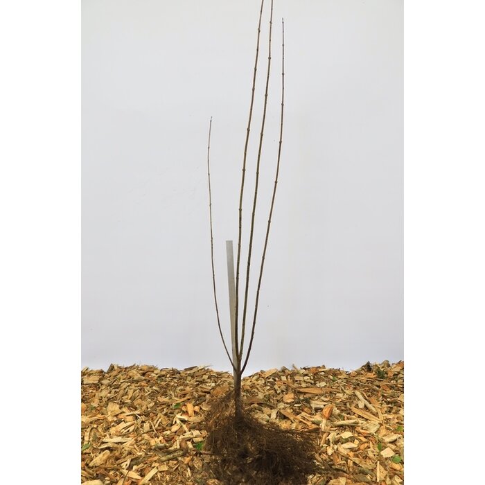 Ligustrum vulgare 'Atrovirens' - Haagliguster (Kale wortel)