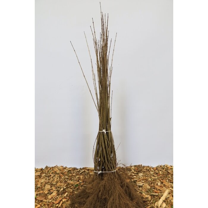 Ligustrum vulgare 'Atrovirens' - Haagliguster (Kale wortel)