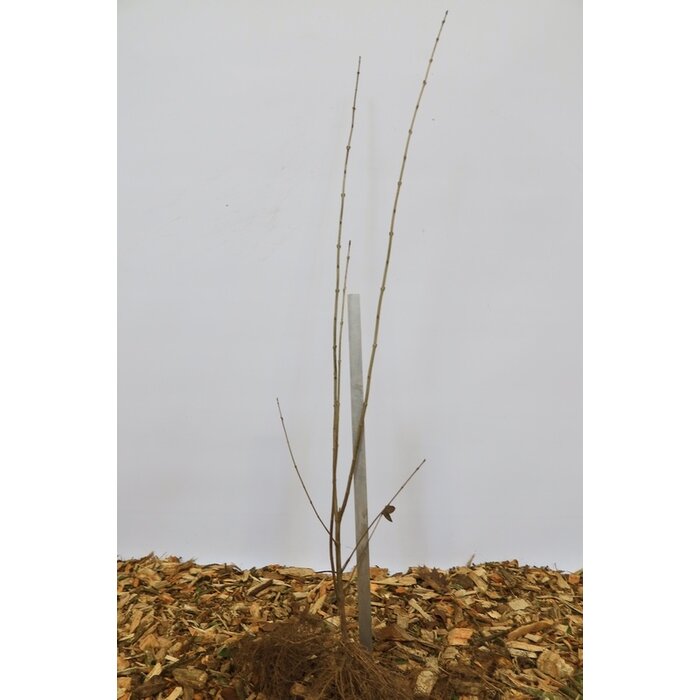 Ligustrum vulgare 'Atrovirens' - Haagliguster (Kale wortel)