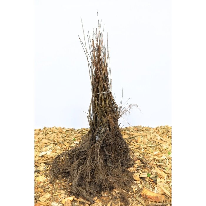 Ligustrum vulgare 'Liga' - Haagliguster (Kale wortel) PRE-ORDER