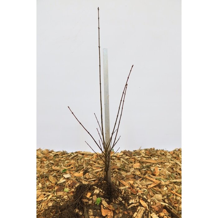 Ligustrum vulgare 'Liga' - Haagliguster (Kale wortel) PRE-ORDER