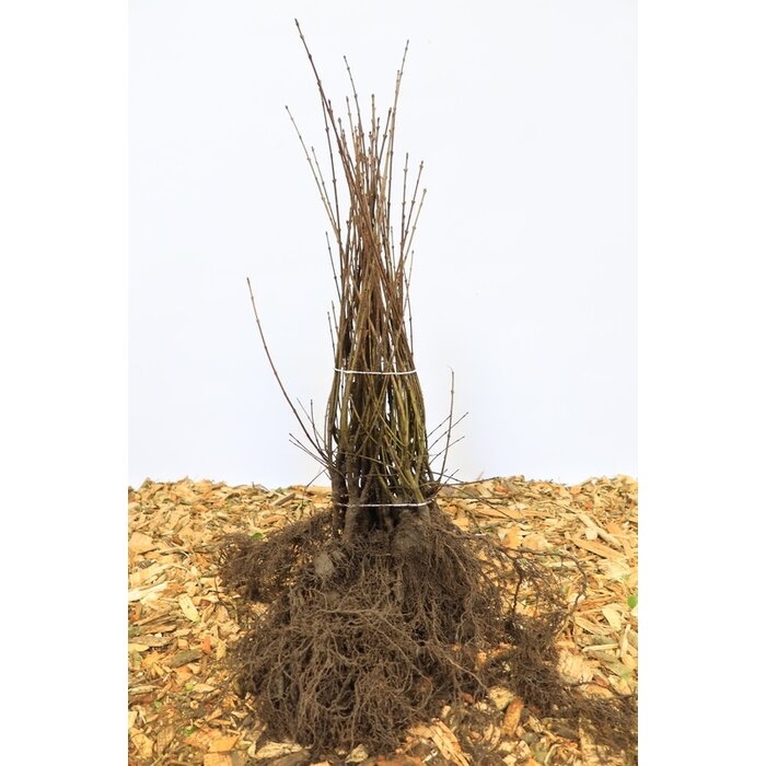 Ligustrum vulgare 'Liga' - Haagliguster (Kale wortel) PRE-ORDER