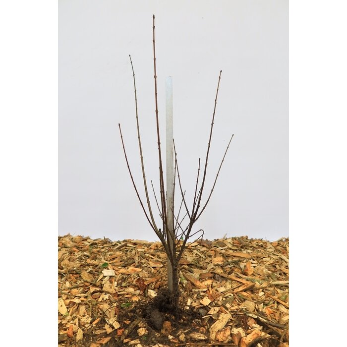 Ligustrum vulgare 'Liga' - Haagliguster (Kale wortel)