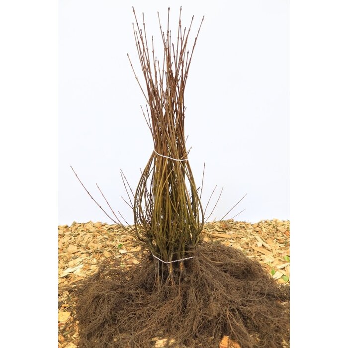 Ligustrum vulgare 'Liga' - Haagliguster (Kale wortel)