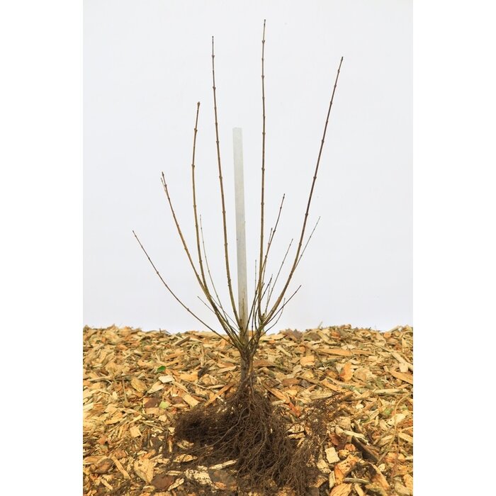 Ligustrum vulgare 'Liga' - Haagliguster (Kale wortel) PRE-ORDER
