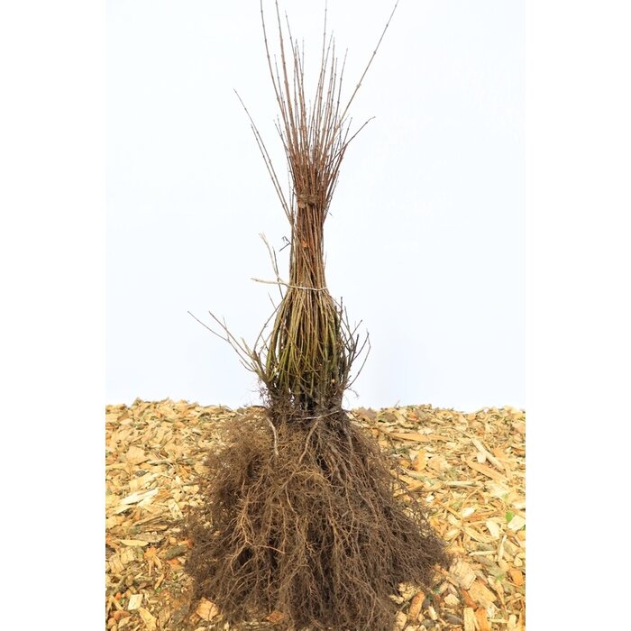 Ligustrum vulgare 'Lodense' - Haagliguster (Kale wortel) -> PRE-ORDER