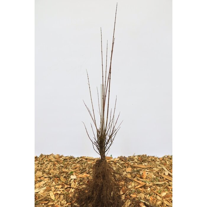 Ligustrum vulgare 'Lodense' - Haagliguster (Kale wortel) -> PRE-ORDER