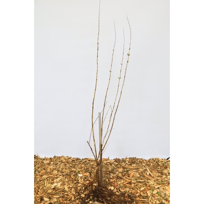 Lonicera tatarica - Tartaarse struikkamperfoelie (Kale wortel)