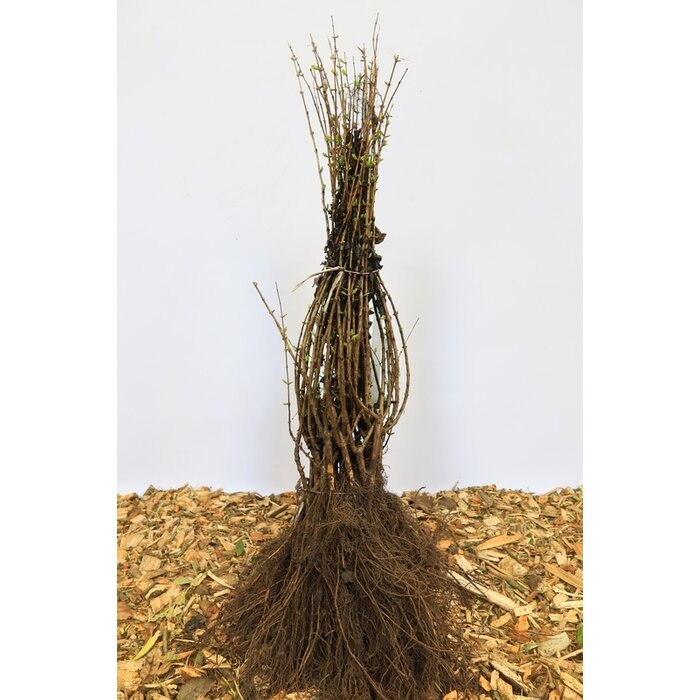 Lonicera tatarica - Struikkamperfoelie (Kale wortel) PRE-ORDER