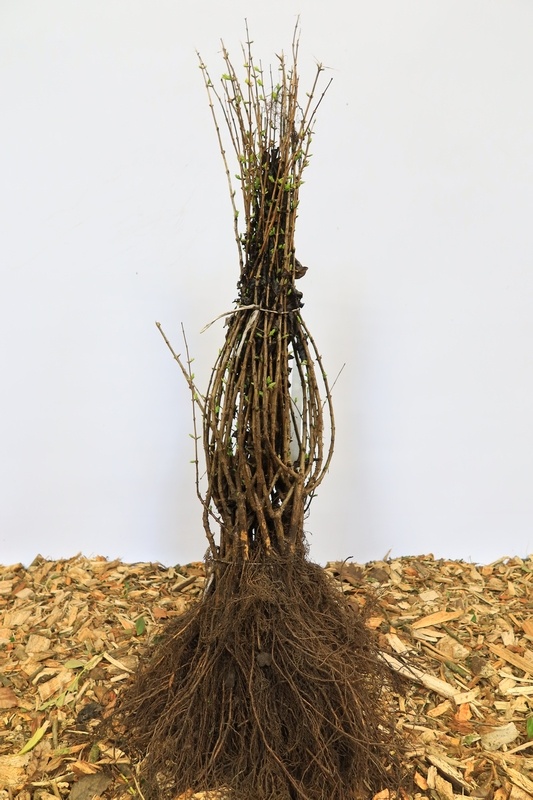 Lonicera tatarica - Struikkamperfoelie (Kale wortel) PRE-ORDER