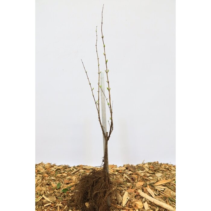 Lonicera tatarica - Struikkamperfoelie (Kale wortel) PRE-ORDER