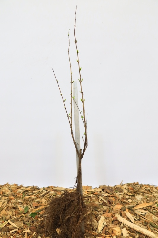 Lonicera tatarica - Struikkamperfoelie (Kale wortel) PRE-ORDER