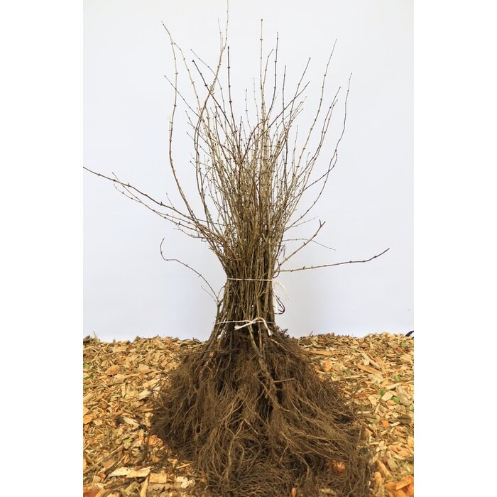 Lonicera xylosteum - Rode kamperfoelie (Kale wortel) PRE-ORDER