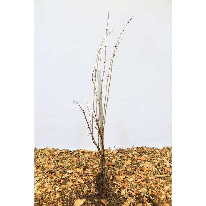 Lonicera xylosteum - Rode kamperfoelie (Kale wortel)