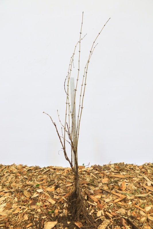 Lonicera xylosteum - Rode kamperfoelie (Kale wortel)