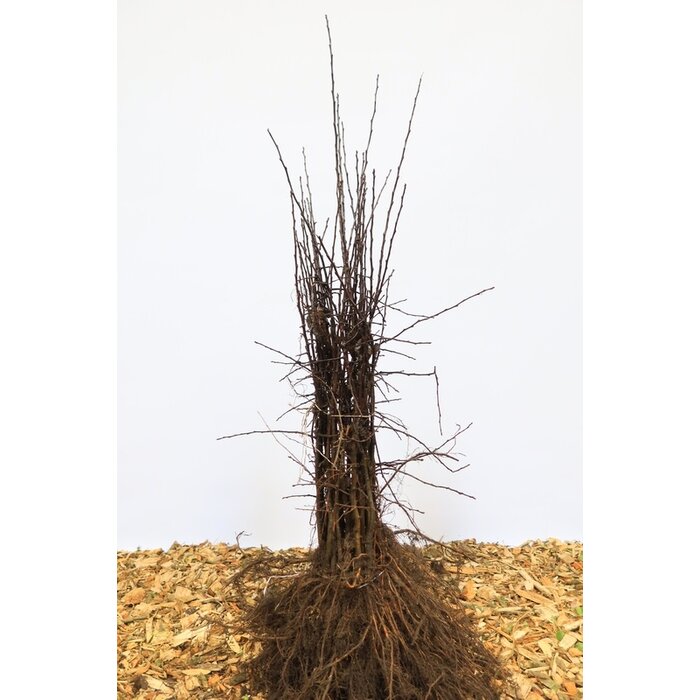 Malus sylvestris - Wilde appel (Kale wortel)