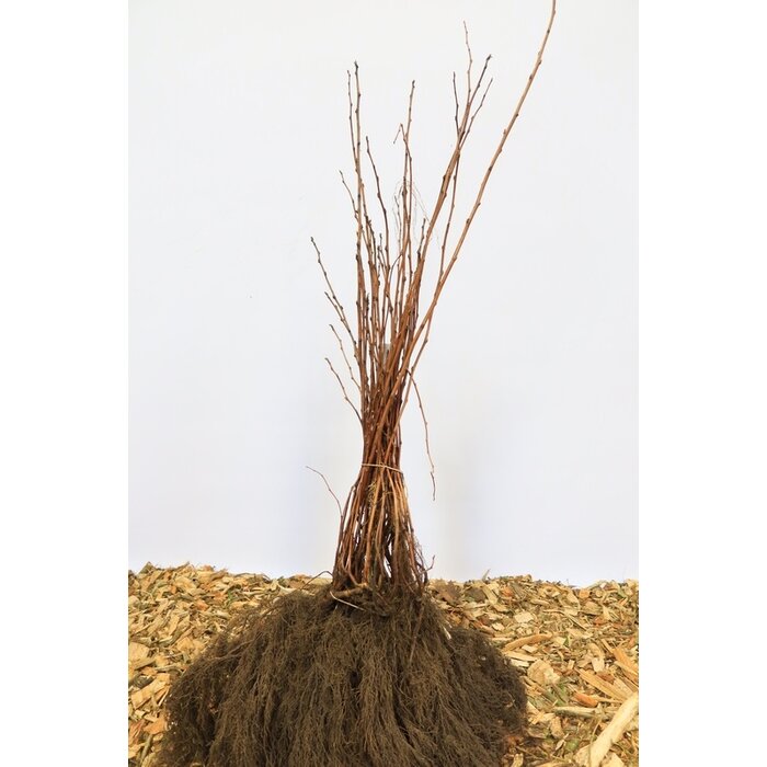 Physocarpus opulifolius 'Diabolo' - Blaasspirea (Kale wortel)