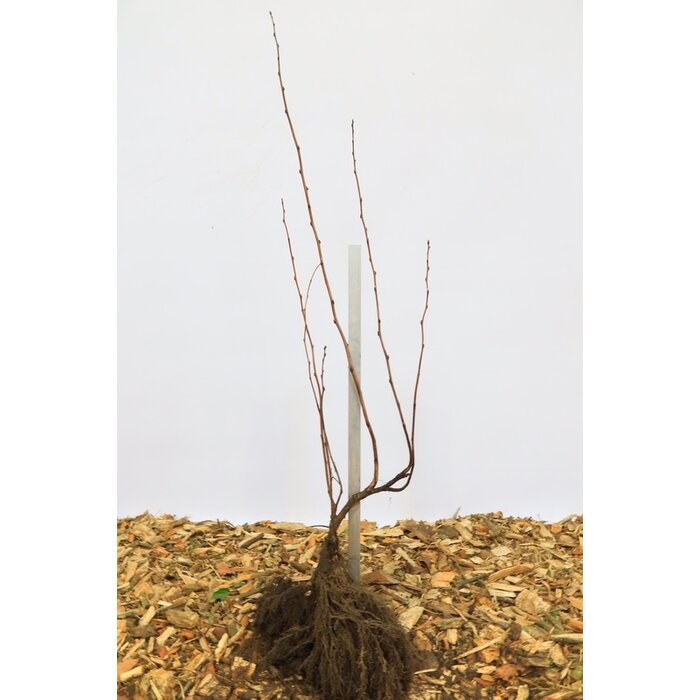 Physocarpus opulifolius 'Diabolo' - Blaasspirea (Kale wortel)