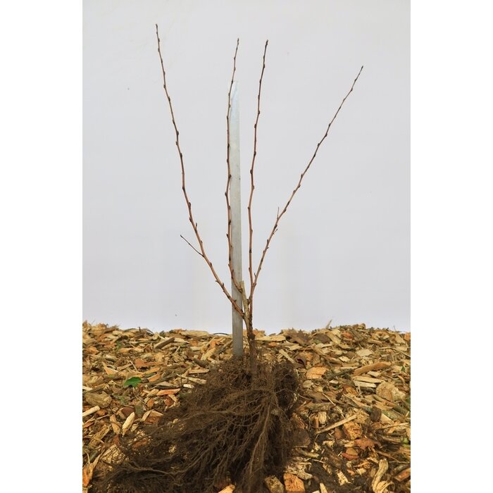 Physocarpus opulifolius 'Luteus' - Blaasspirea (Kale wortel) -> PRE-ORDER