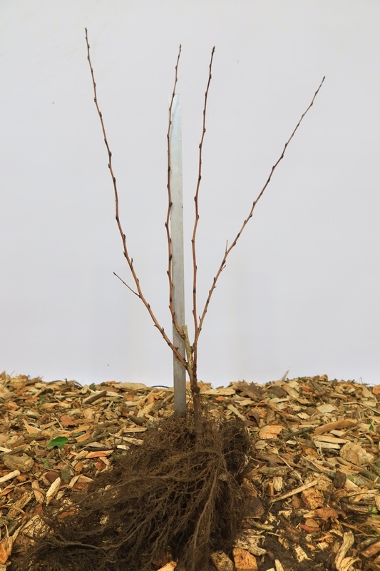 Physocarpus opulifolius 'Luteus' - Blaasspirea (Kale wortel) -> PRE-ORDER