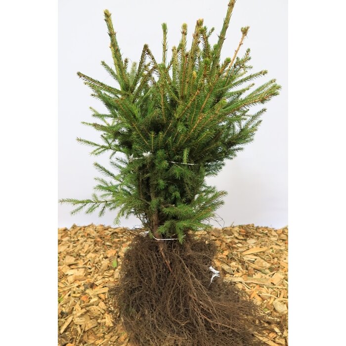 Picea abies - Fijnspar (Kale wortel)
