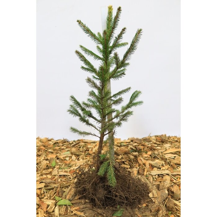 Picea abies - Fijnspar (Kale wortel) PRE-ORDER