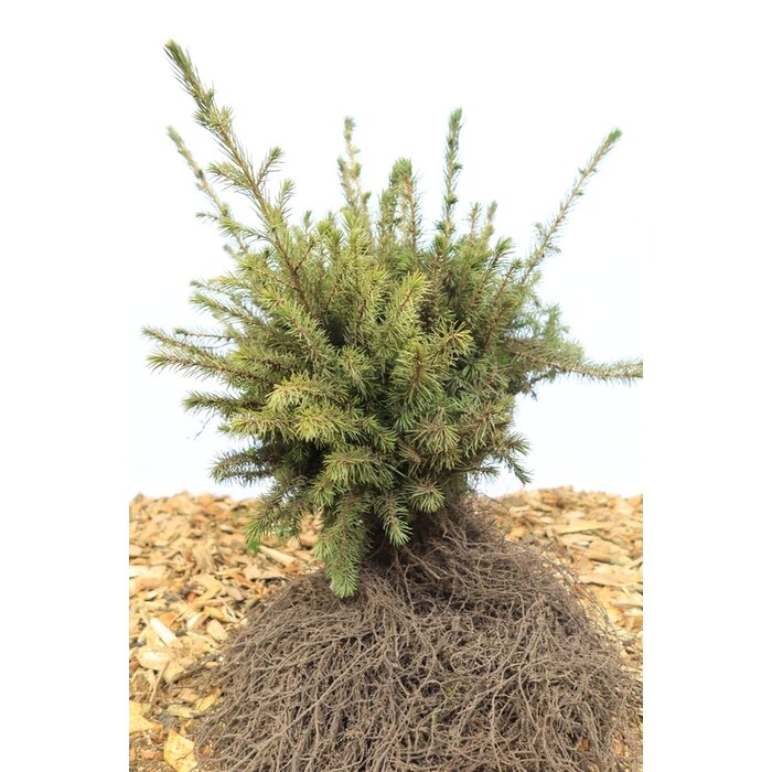 Picea omorika - Servische spar (Kale wortel)