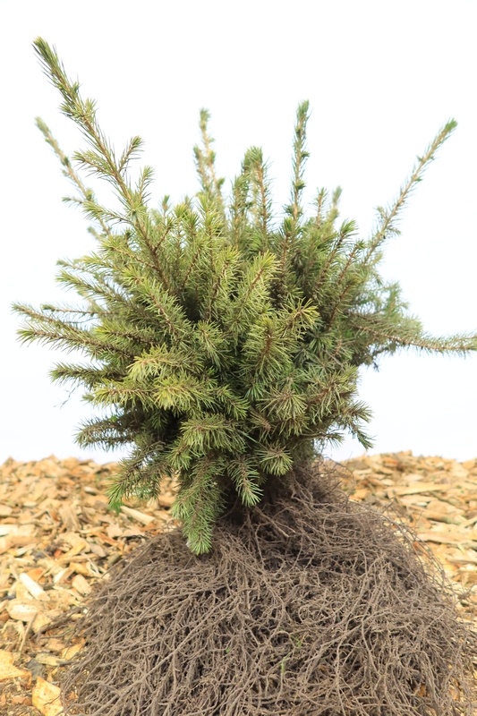 Picea omorika - Servische spar (Kale wortel)