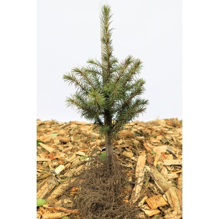Picea omorika - Servische spar (Kale wortel)