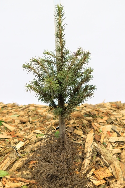 Picea omorika - Servische spar (Kale wortel)