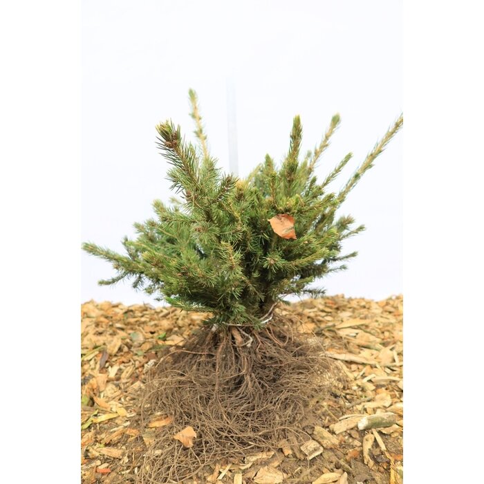 Picea pungens glauca - Blauwe spar (Kale wortel)