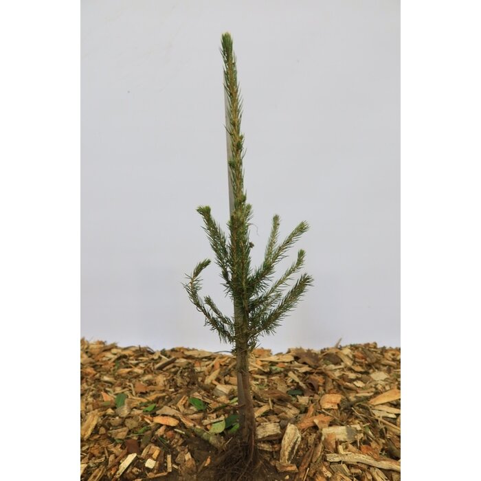 Picea pungens glauca - Blauwe spar (Kale wortel) PRE-ORDER