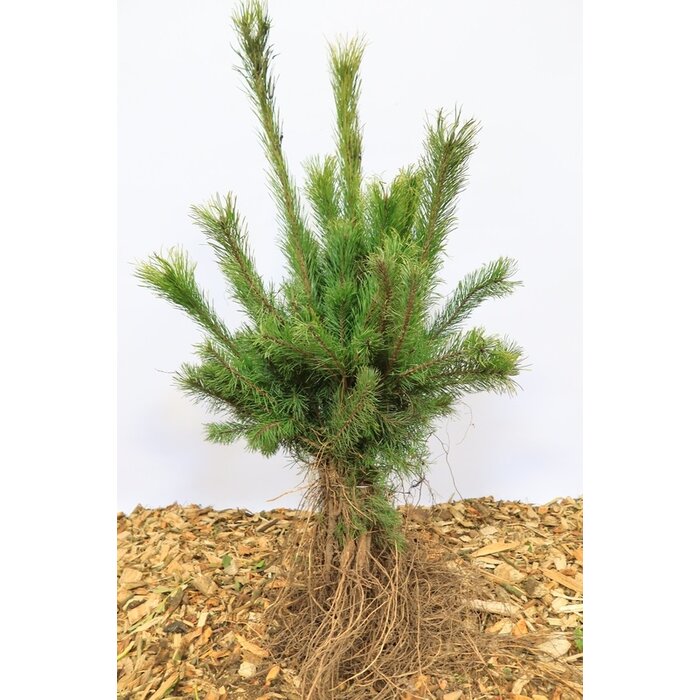 Pinus sylvestris - Grove den (Kale wortel)