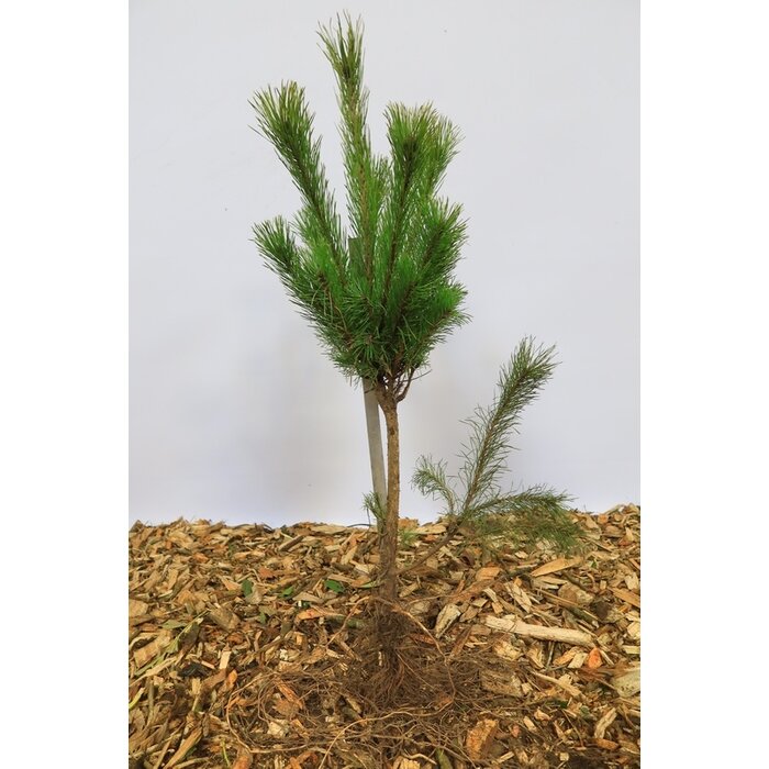 Pinus sylvestris - Grove den (Kale wortel)