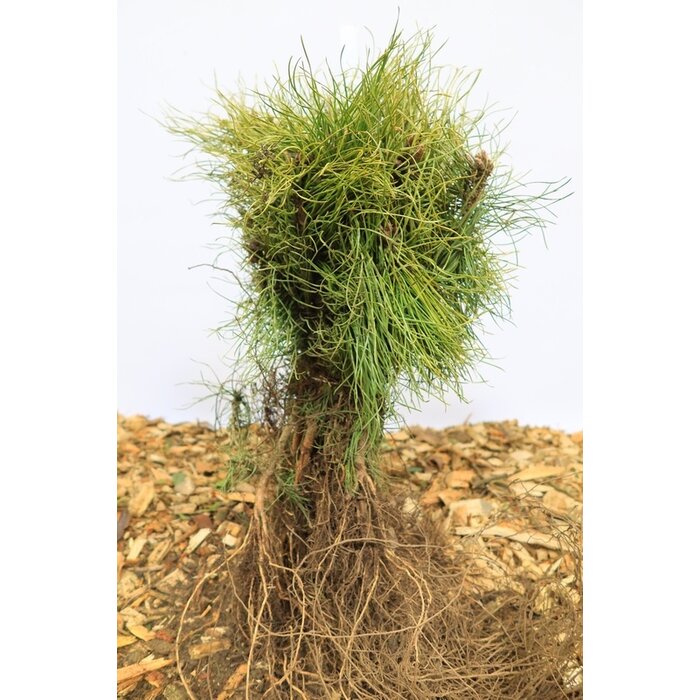 Pinus nigra 'Nigra' - Zwarte den (Kale wortel)