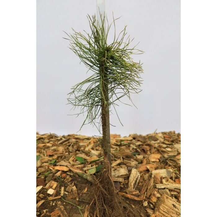 Pinus nigra 'Nigra' - Zwarte den (Kale wortel)