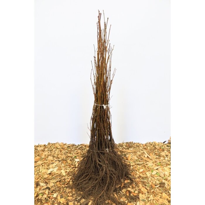 Platanus acerifolia - Plataan (Kale wortel)