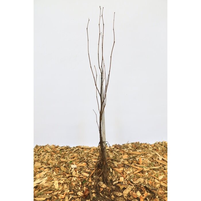 Platanus acerifolia - Plataan (Kale wortel)