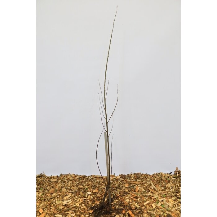 Populus alba - Witte abeel (Kale wortel)