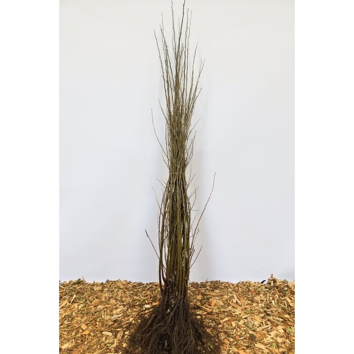 Populus tremula - Ratelpopulier (Kale wortel)