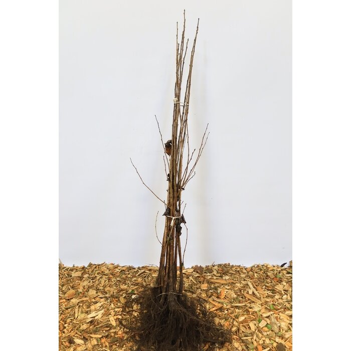 Prunus avium - Zoete kers (Kale wortel) PRE-ORDER