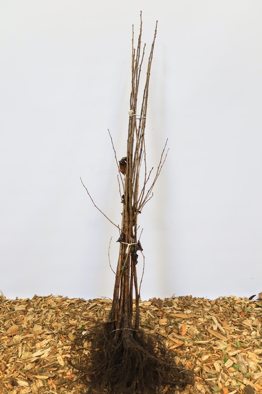 Prunus avium - Zoete kers (Kale wortel)