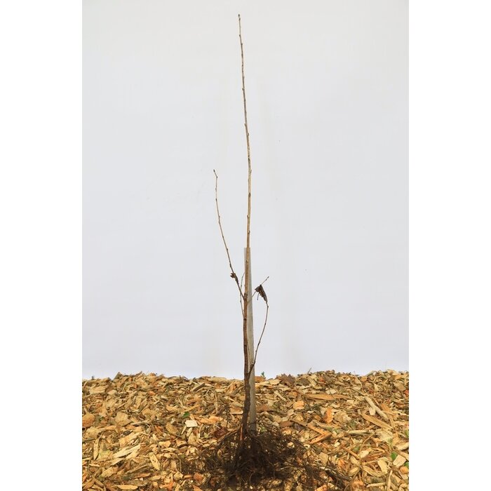 Prunus avium - Zoete kers (Kale wortel) PRE-ORDER