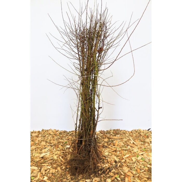 Prunus cerasifera - Kerspruim (Kale wortel)