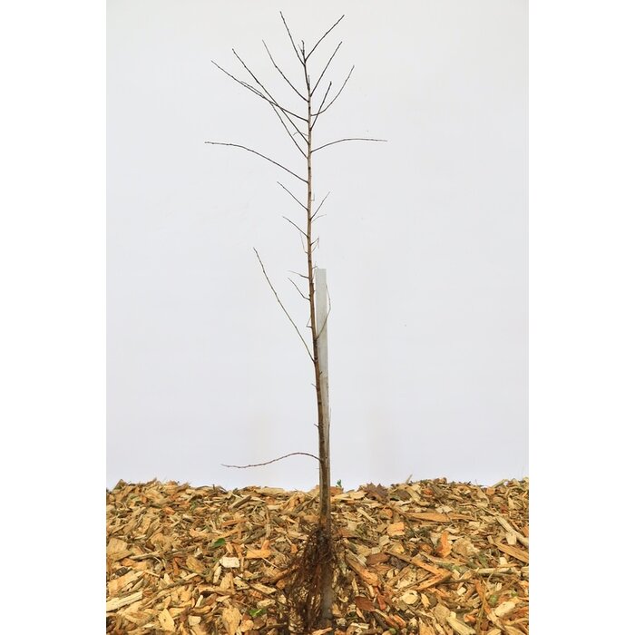 Prunus cerasifera - Kerspruim (Kale wortel) PRE-ORDER